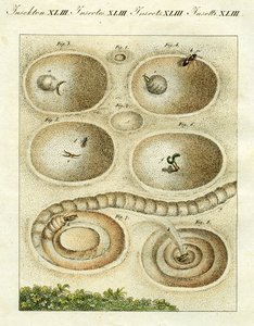 Illustration eines Ameisenlöwen, der seine Beute fängt, 1790